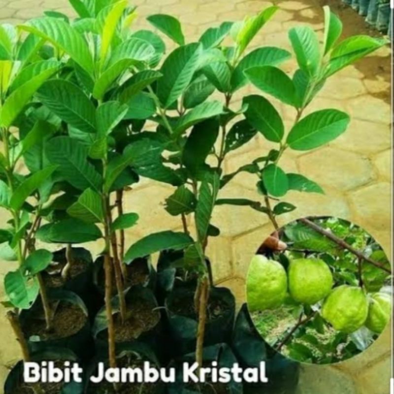 bibit jambu kristal