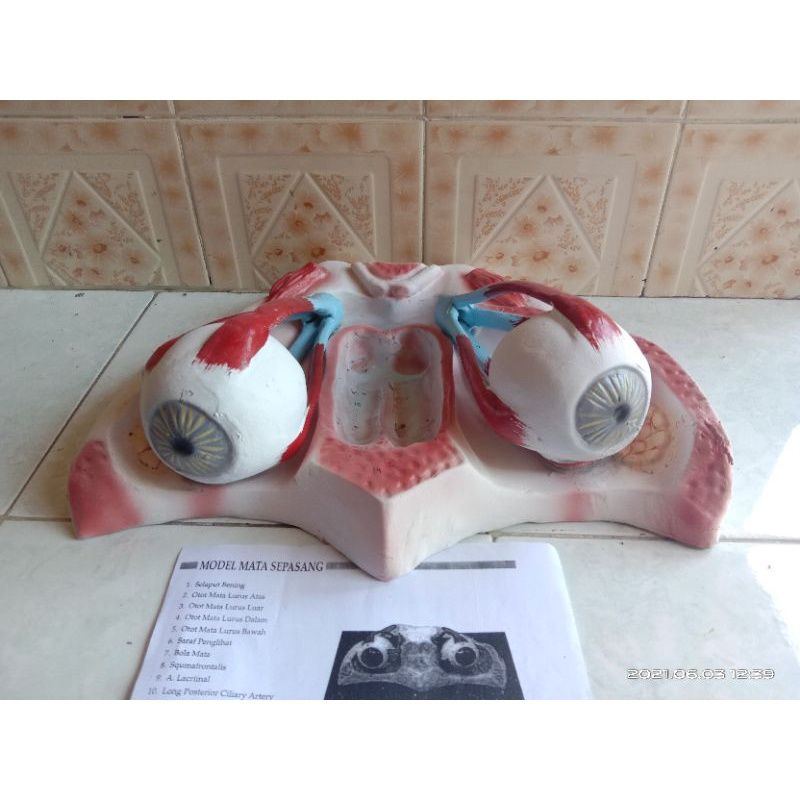 

Torso mata sepasang alat peraga pendidikan model torso