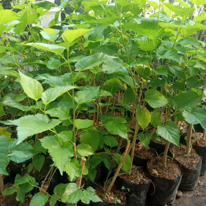 Jual Hd Murbei Mulberry Besaran Bibit Tanaman Hidup Pohon Buah