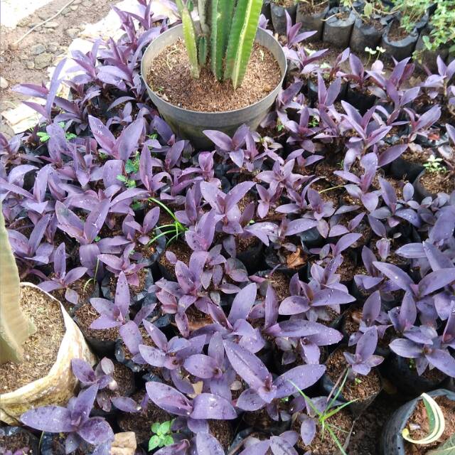 

Pacok bangau