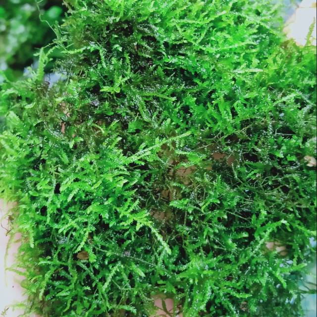 Java moss per nampan ukuran p20xl15xt3