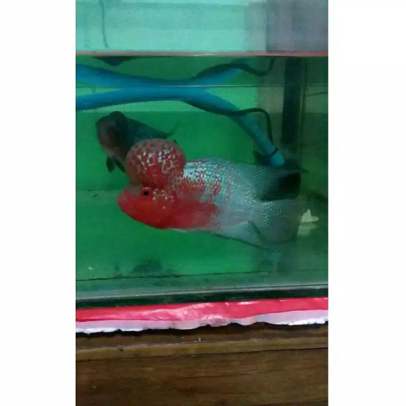 

ikan louhan/lohan srd gen ORI burayak