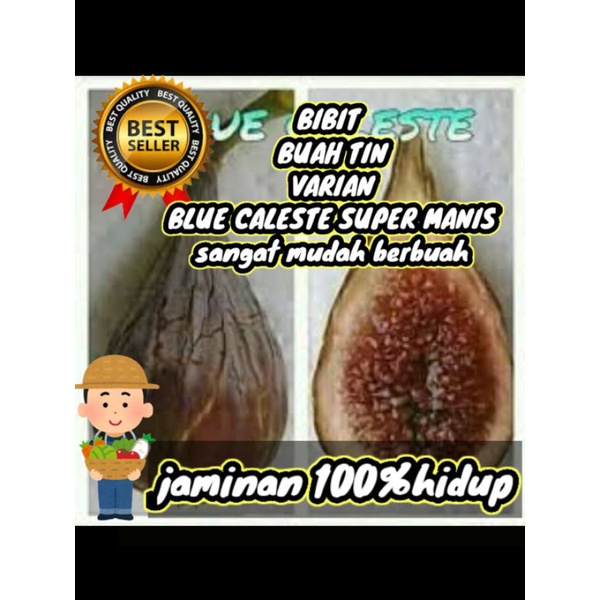 bibit buah tin blue caleste super manis