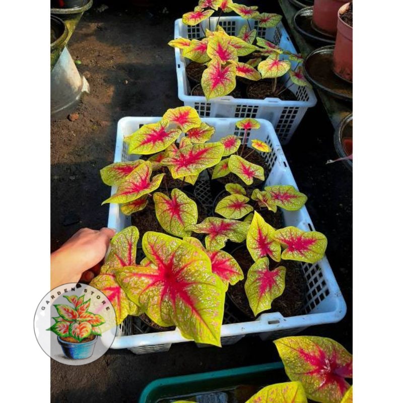 keladi import caladium import Tears Of The Sun thailand bibit unggul