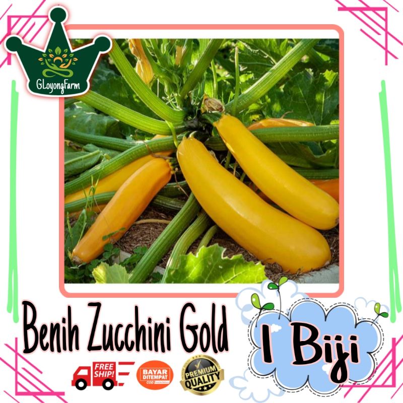 Benih Bibit Sayuran Zucchini Gold F1 - Bibit Sayuran