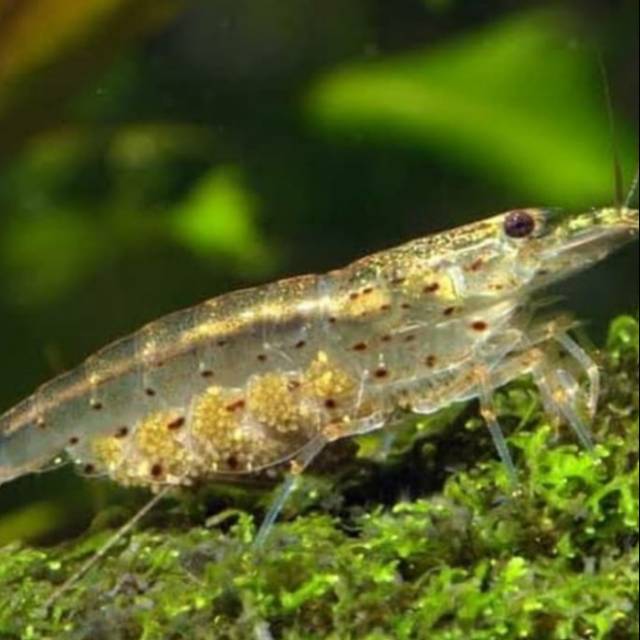 Amano shrimp (Paket 4 ekor)