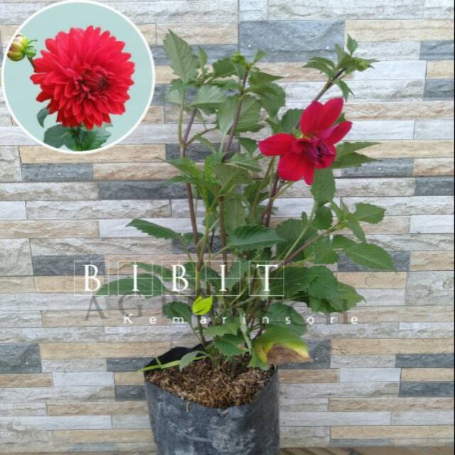 Bibit Tanaman Hias Bunga Dahlia Merah