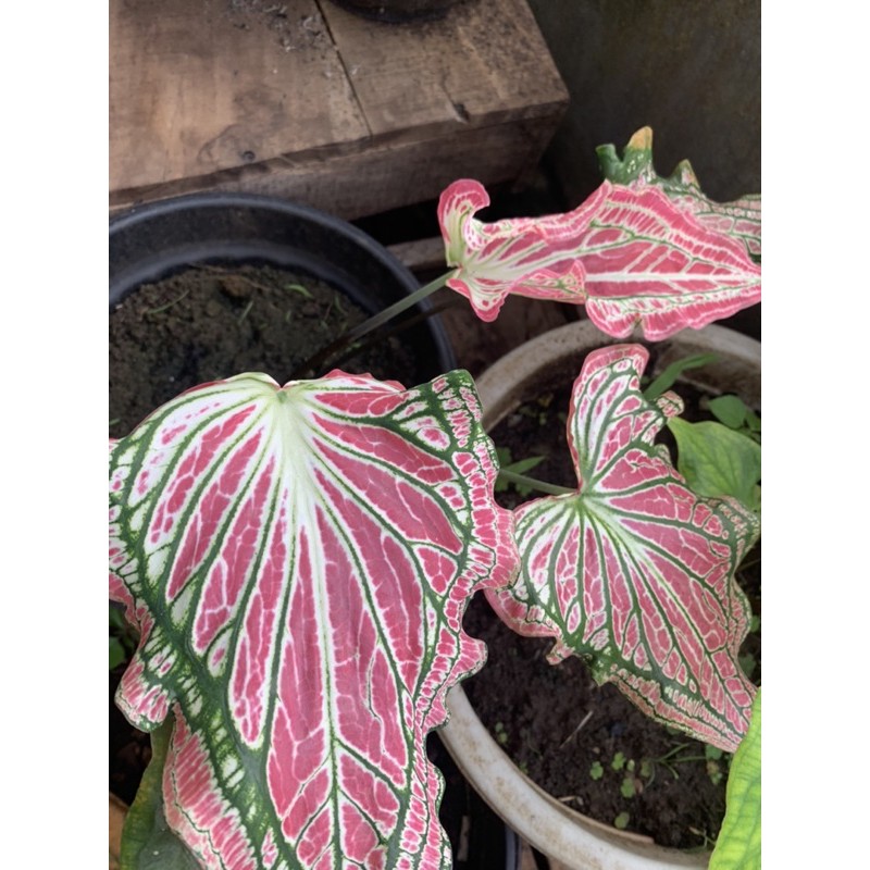 Bunga Keladi Hias Wayang Pink/ Caladium Pink