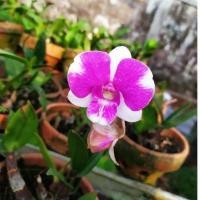 dendrobium mini salaya panda dewasa/spike