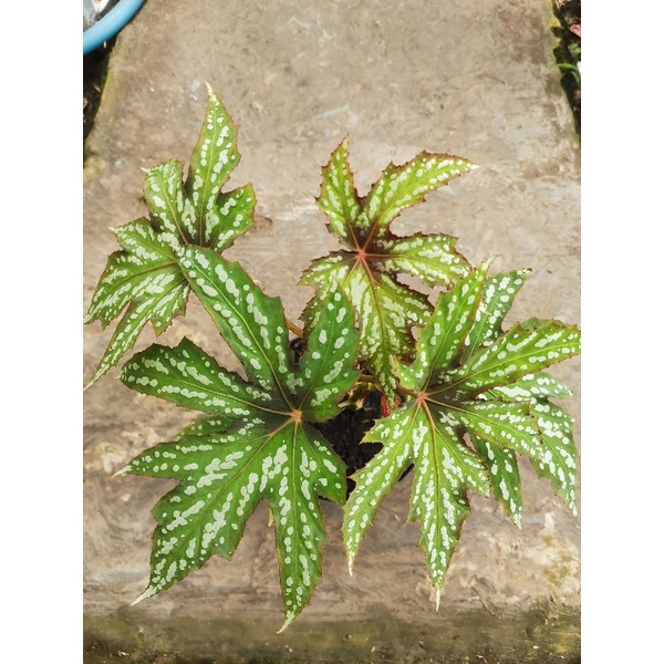 tanaman hias begonia rasta hijau