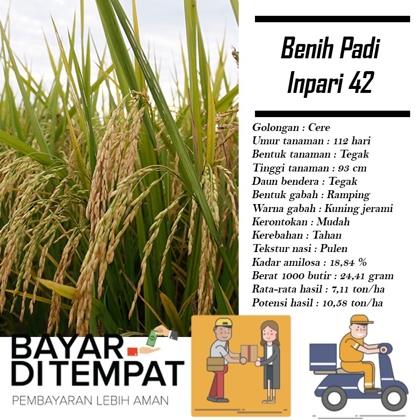 Benih Bibit Padi Inpari 42 5kg Berkualitas