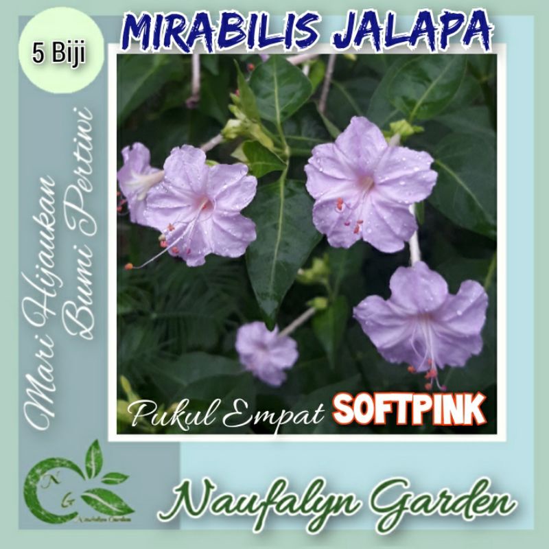 Jual 5 Benih Bunga Mirabilis Jalapa Softpink Benih Biji Bibit Bunga ...