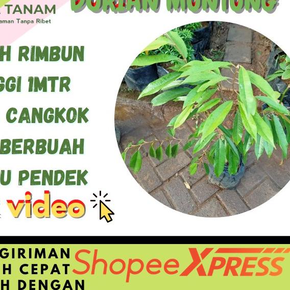 ❄ [CANGKOK] BIBIT TANAMAN POHON BUAH DUREN DURIAN MONTONG MUSANG KING MEDAN PALU BAWOR ➪