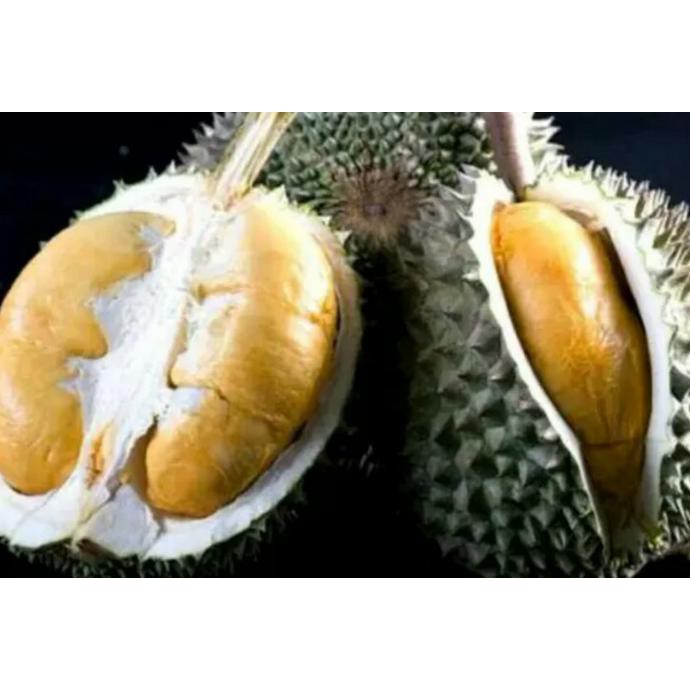D1N Bibit Pohon Durian Duri Hitam Ochee Asli