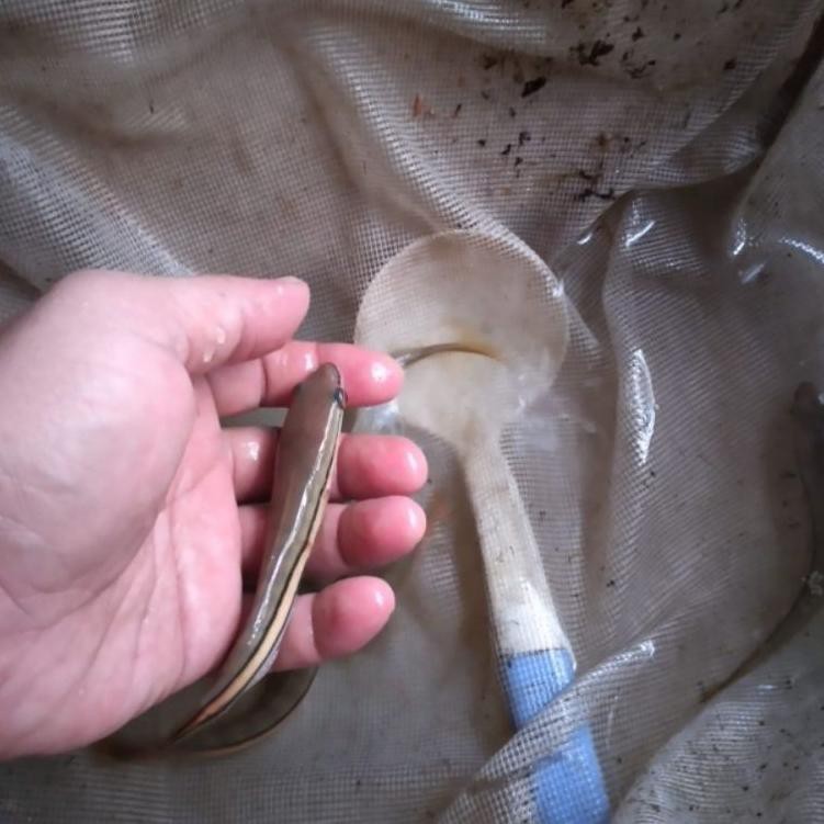 HARGA GROSIR >> ikan gabus toman