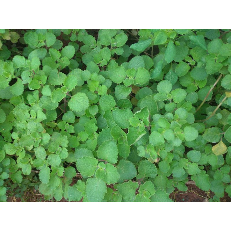 

Sayur bangun bangun segar 1 ikat