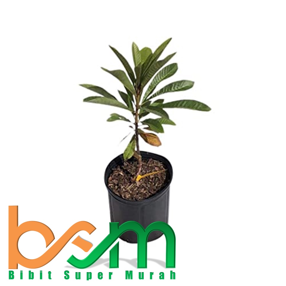 Bibit Mamey Sapote Sedling (Dari Biji)