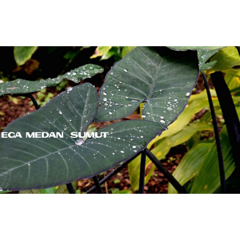 Tanaman Hias Xanthosoma Violaceum ( Black Elephants Ear ) 30 sd 60 cm
