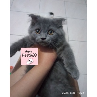 anak kucing kitten persia abu solid  Shopee Indonesia