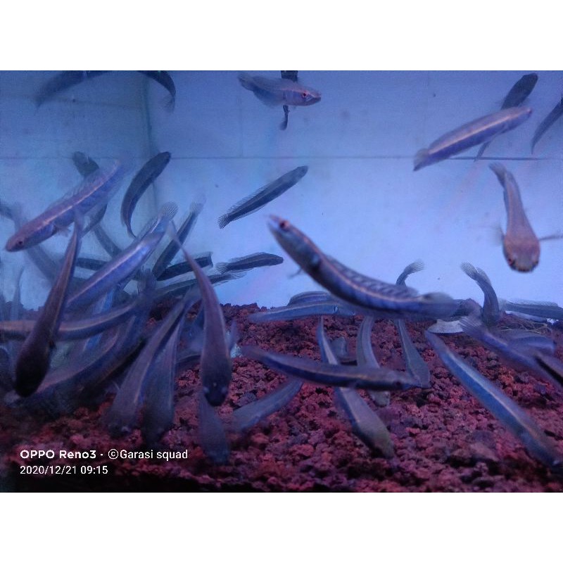 

yellow sentarum 9-10cm