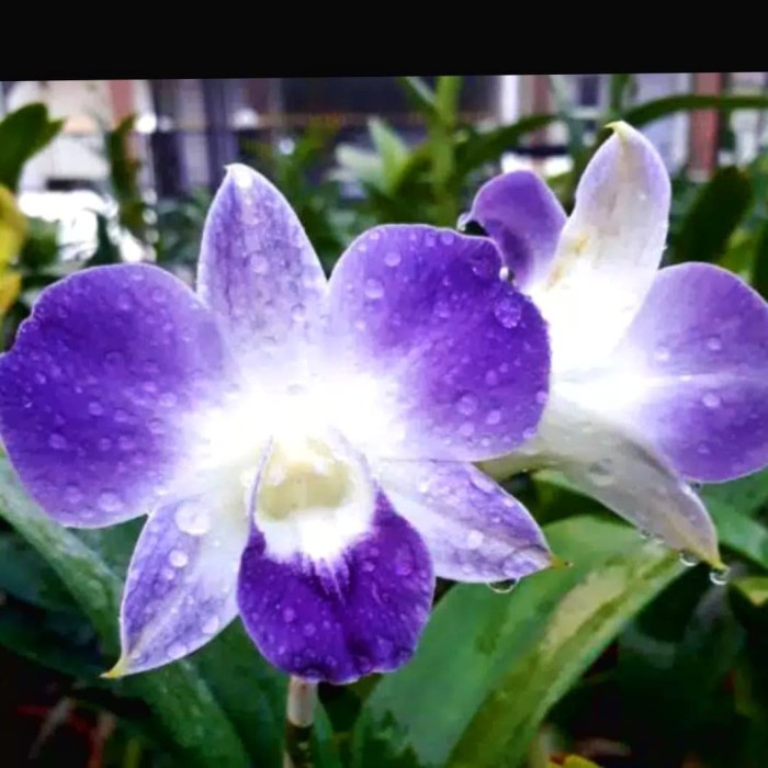 Anggrek Dendrobium Biru Dewasa