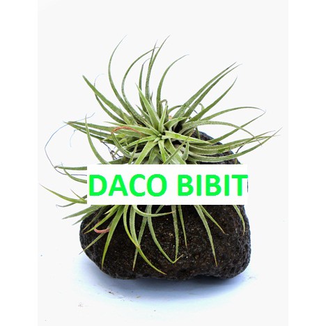 TANAMAN TILLANDSIA 3