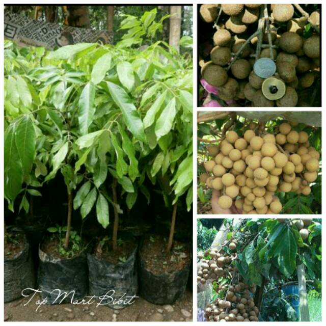 Bibit Tanaman Kelengkeng New Kristal 2