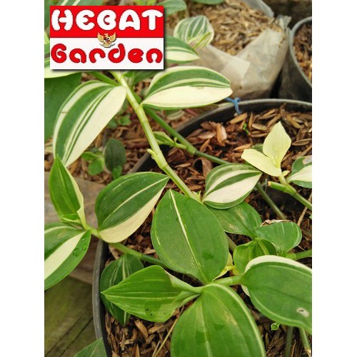 Tradescantia putih mengkilat - tradescantia pluminensis sweet
