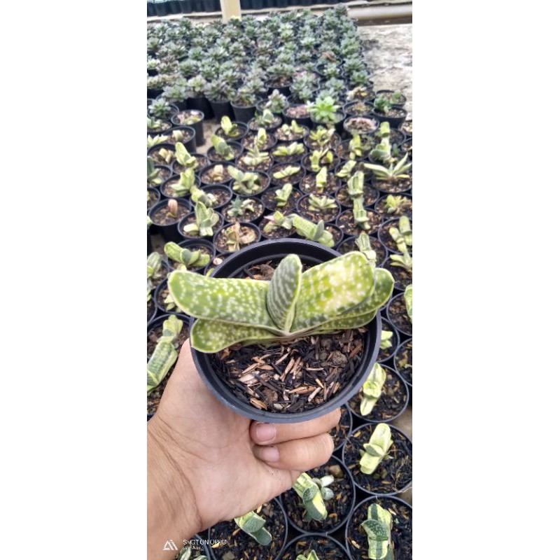gasteria var