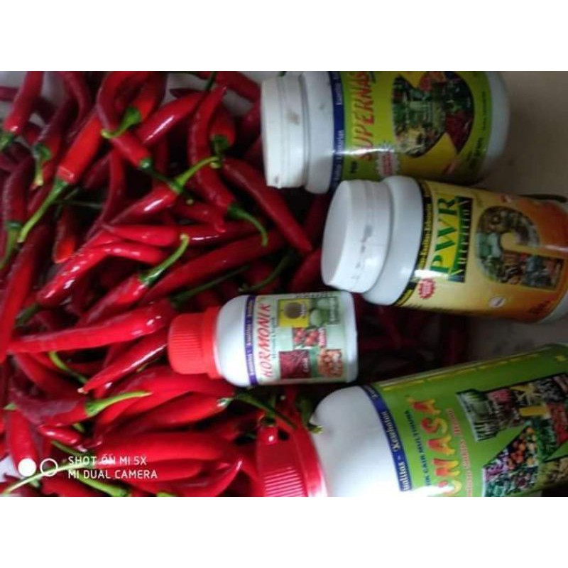 

pupukk budidaya cabe