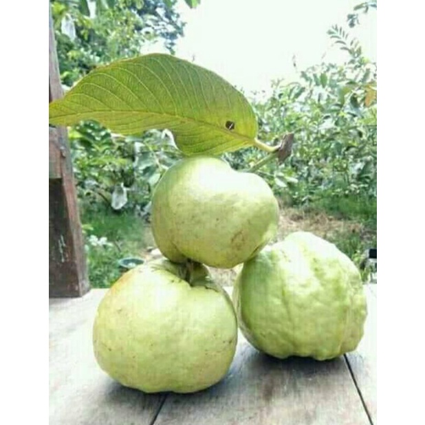 

jambu kristal 1 kg