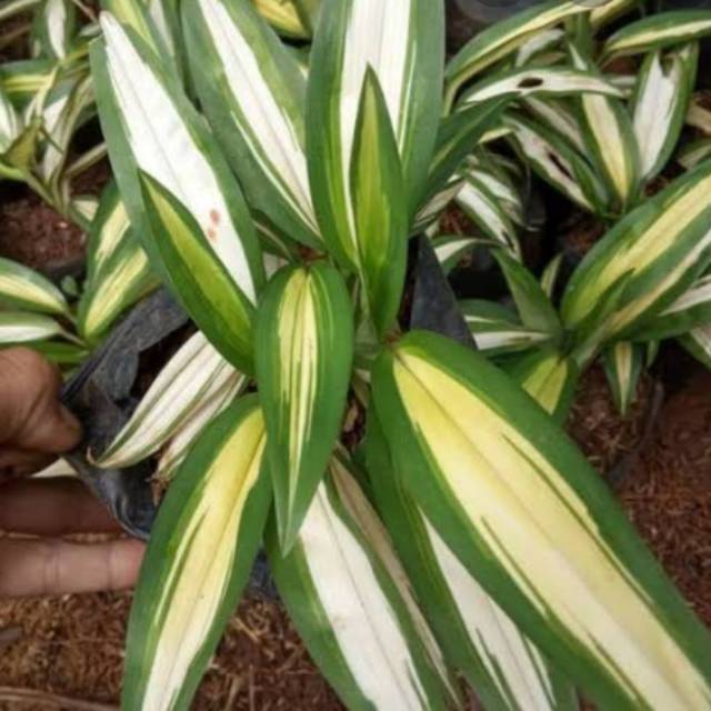 Lili Paris daun lebar kuning