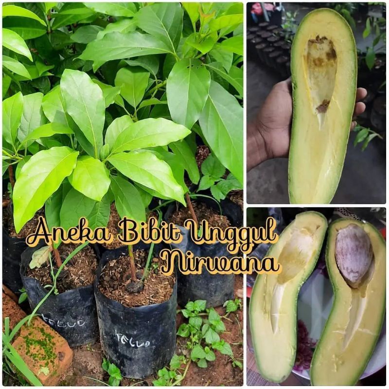 BIBIT ALPUKAT KELUD / ALPUKAT SUBANG