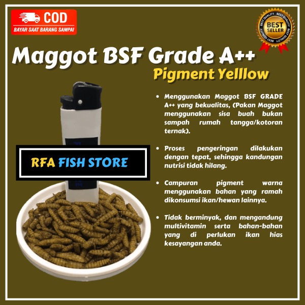 Maggot Kering BSF Grade A++ Pigment Yellow Pakan ikan predator channa maru asiatica  bukan el barca