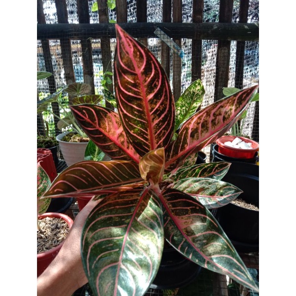 aglonema Pride of Sumatra Mutasi