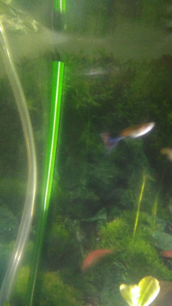 Merak Putih Kemeja Batik Pria Lengan Pendek Full Furing Reguler Fit