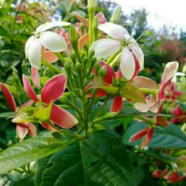 Tanaman Hias Bunga Melati Holland Melati Belanda Shopee Indonesia