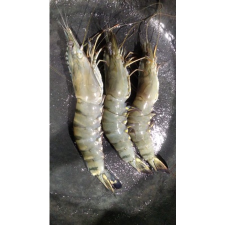 

UDANG TIGER SEGAR SIZE 50-60