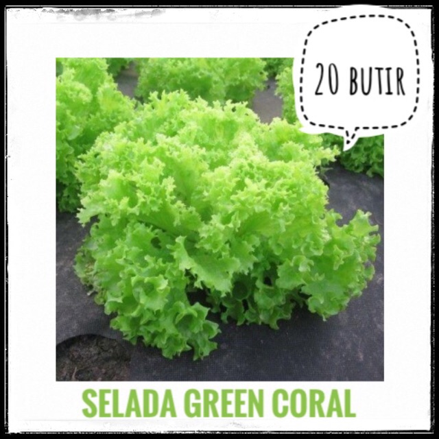 30 Benih Bibit Selada Hijau Green Coral New Day Seed repack