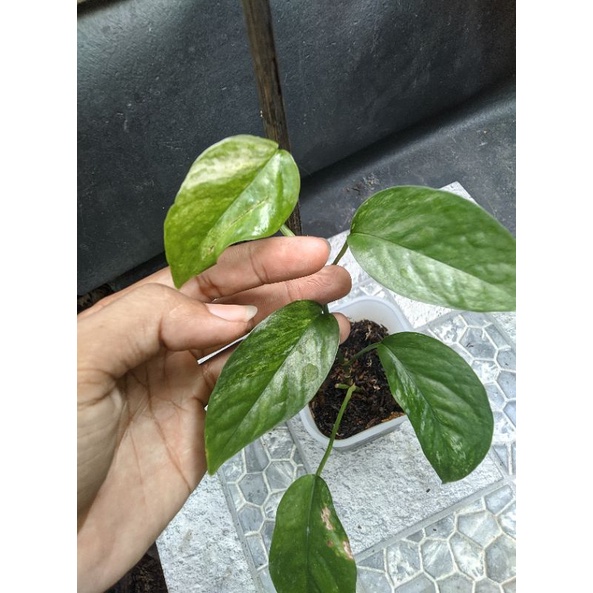 Epipremnum Sp Bali Hanoman