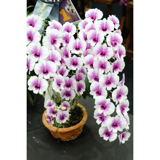 Dendrobium Mini Yaya