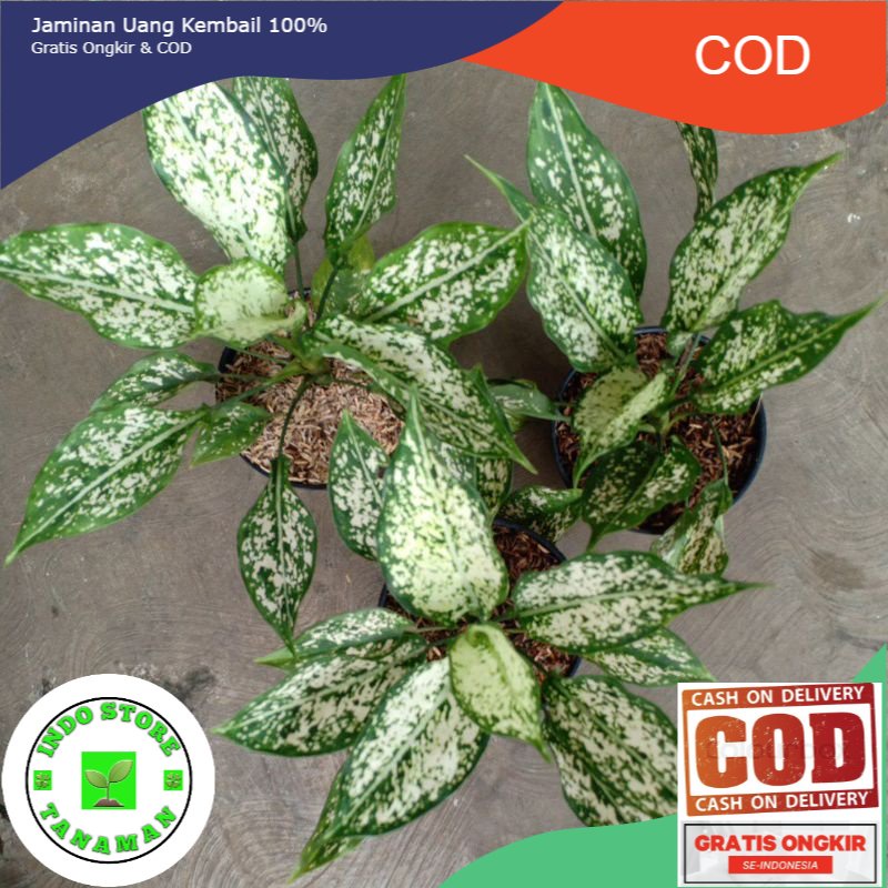 Aglonema snowhite (COD)
