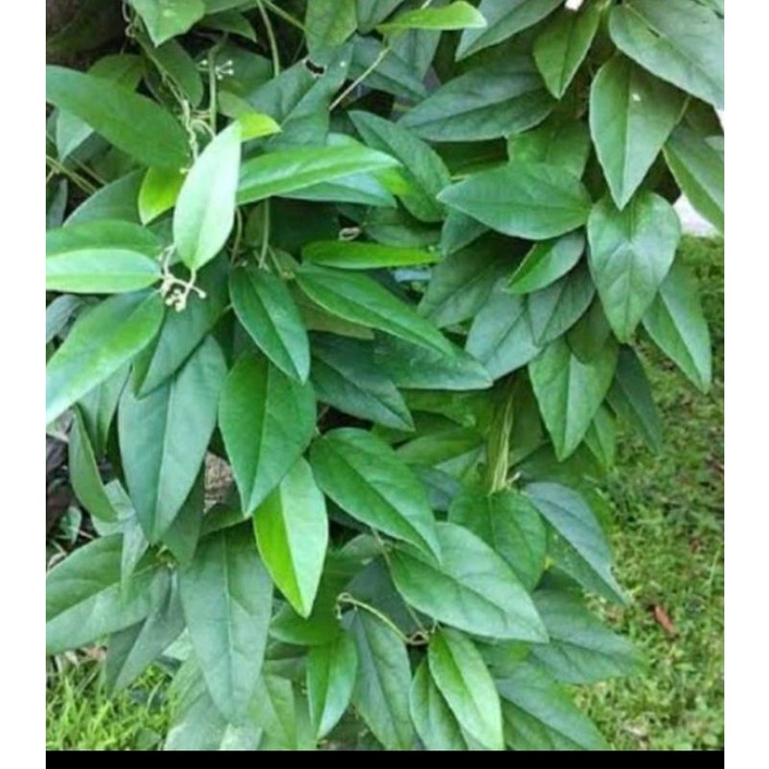 

daun cincau jelly rambat non bulu 250lembar