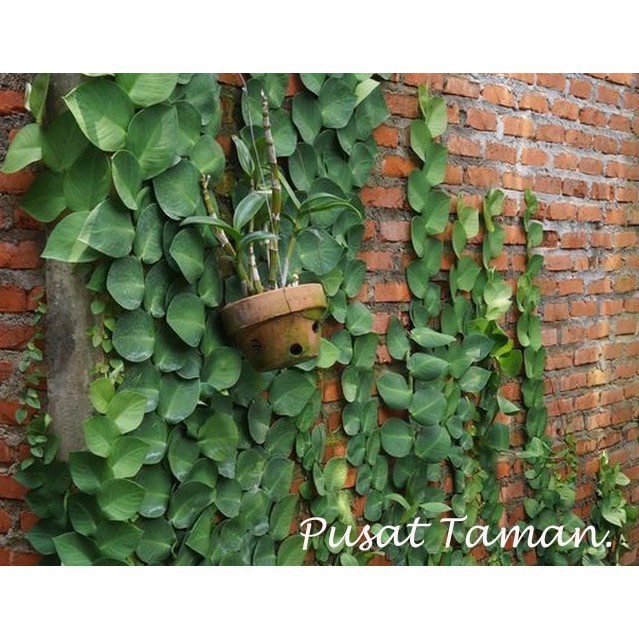 Tanaman Rambat Dolar Besar Climbing Dolar Shopee Indonesia Tanaman Rambat Dolar Besar Climbing Dolar Shopee Indonesia
