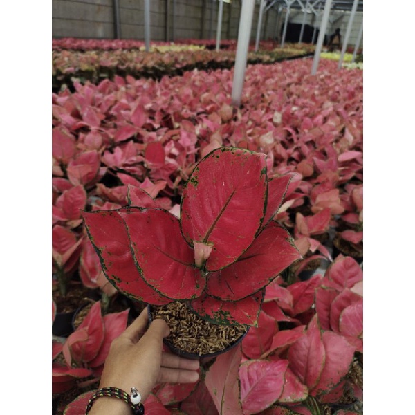 Aglonema Red Anjamani remaja