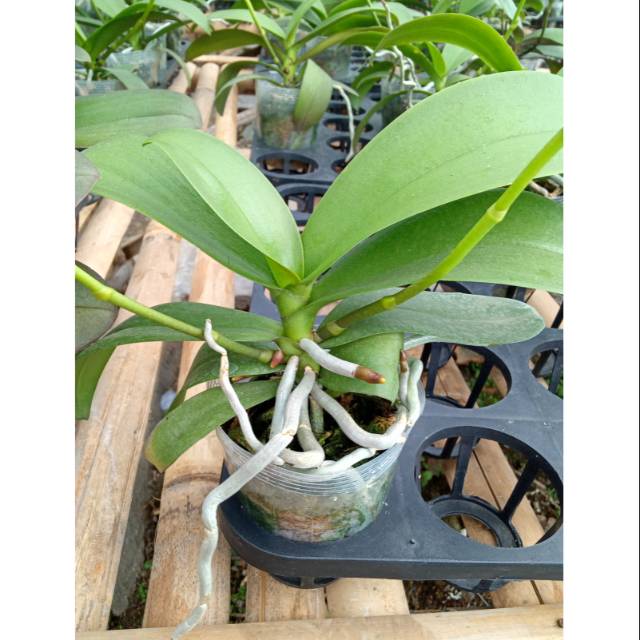 Tanaman Anggrek Bulan