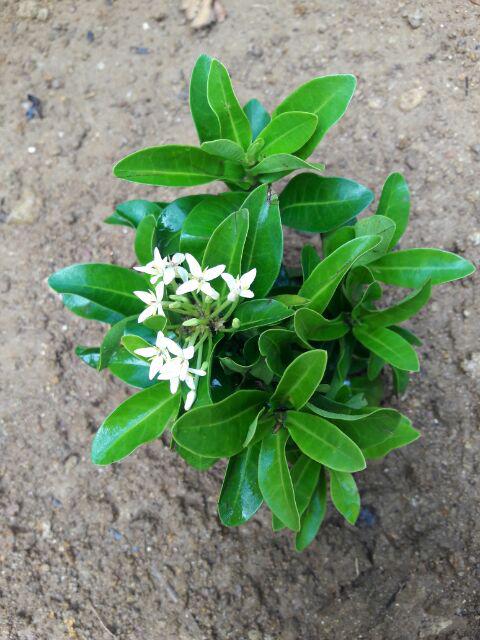 Tanaman Hias Soka Jambon Bunga Putih