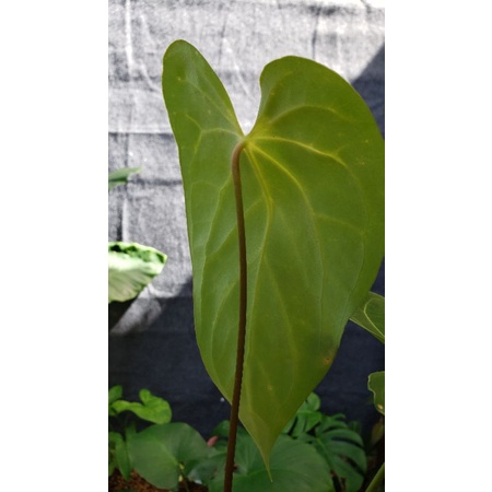 anthurium magnificum x waroq