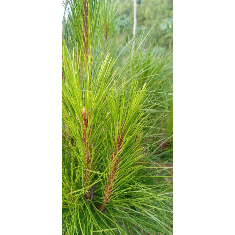 

jual daun pinus segar perss 1 kg