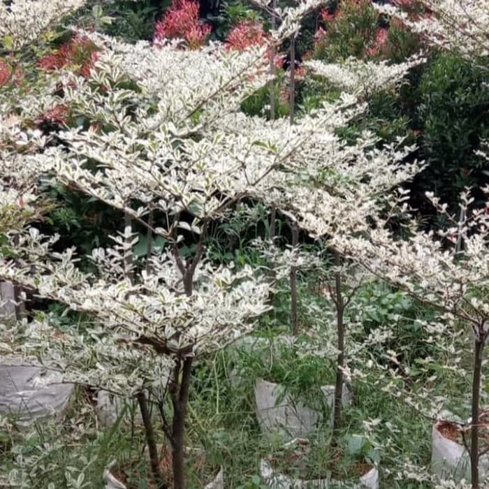 Pohon ketapang kencana variegata 1.5meter